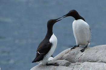 Oiseaux de mer<br>NIKON D4, 500 mm, 1800 ISO,  1/2500 sec,  f : 8 